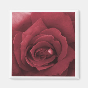 Aimant rose rouge