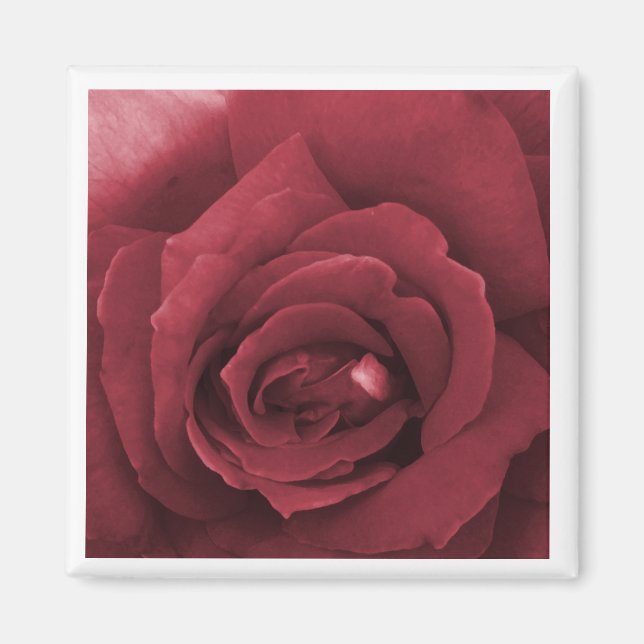Aimant rose rouge (Devant)
