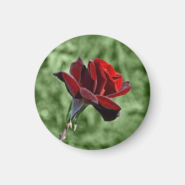Aimant Rose Rouge (Devant)
