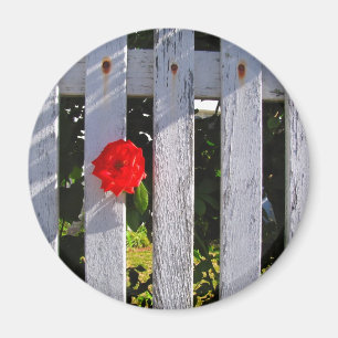 Aimant Rose rouge de la clôture blanche