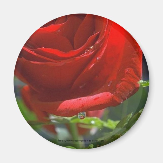 Aimant Rose rouge magnétique avec étoile d'eau (Devant)
