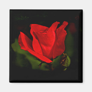 Aimant Rose rouge - Passion sombre