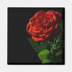 Aimant Rose rouge sur Floral noir