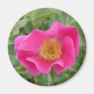Aimant Rose sauvage F4