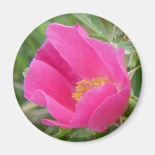 Aimant Rose sauvage F7