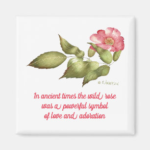 Aimant rose sauvage rose au sens symbolique