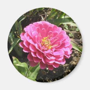Aimant rose Zinnia