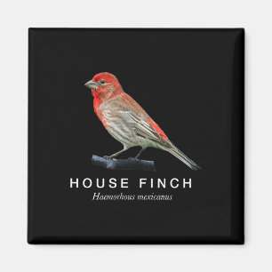 Aimant Roselin familier ornithologie graphique oiseau cha