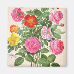 Aimant Roses, assiette 4 du Nassau Florilegium (avec allu