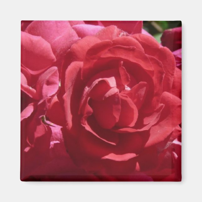 Aimant Roses rouges (Devant)