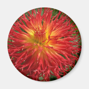 Aimant Rouge Et Jaune Fou Dahlia Plusieurs Objets