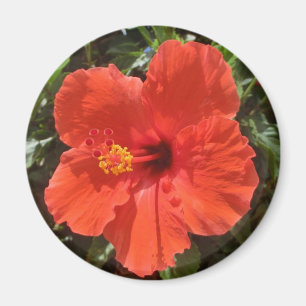 Aimant rouge hibiscus