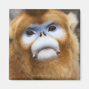 Aimant Roxellana d'or masculin de Pygathrix de singe,