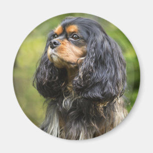 Aimant Royal Cavalier King Charles Spaniel
