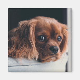 Aimant Ruby Cavalier le roi Charles Spaniel