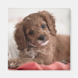 Aimant Ruby Cavapoo Chien chiot