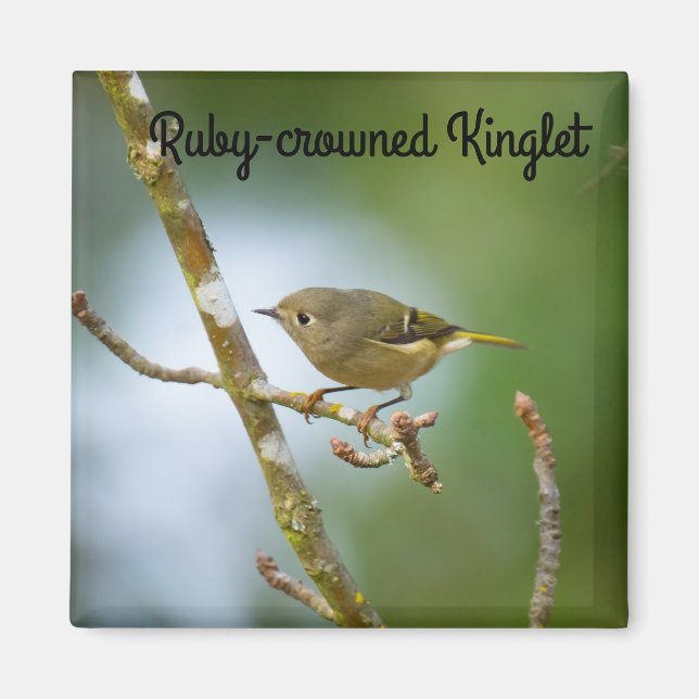 Aimant Ruby Crowned Kinglet (Devant)