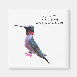 Aimant Ruby-Throated Hummingbird