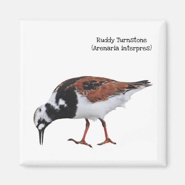 Aimant Ruddy Turnstone (Devant)