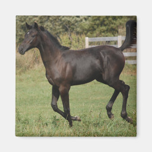 Aimant Running-Horse-2