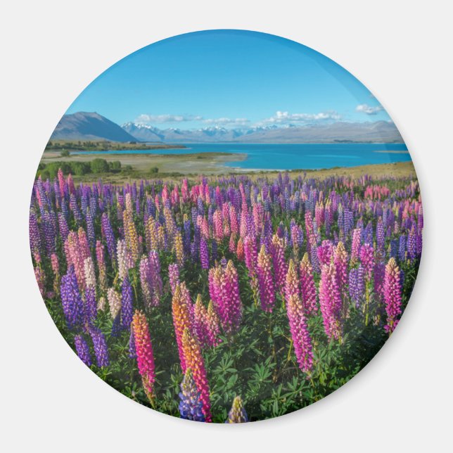 Aimant Russle Lupines au lac Tekapo | Nouvelle-Zélande (Devant)