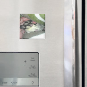 Aimant Saigneuse à sucre dormant dans la couverture