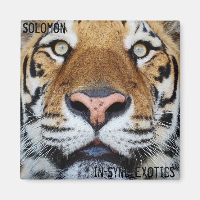 Aimant Salomon - (Devant)