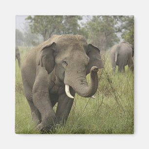 Aimant Salutation de l'éléphant d'Asie indien