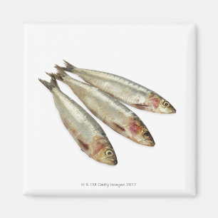 Aimant Sardines (pilchards)