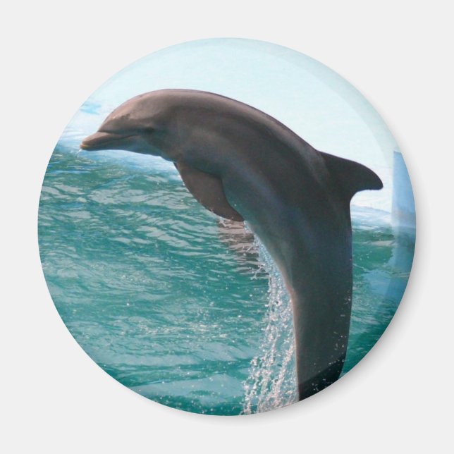 Aimant Saut de l'aimant dauphin (Devant)
