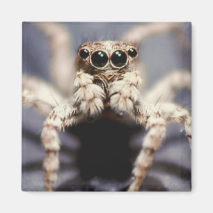 aimant sautant de carré d'araignée
