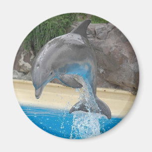 Aimant sautant de dauphin