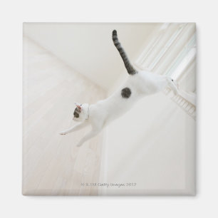 Aimant Sauter de chat