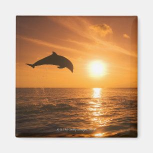 Aimant Sauter de dauphin de Bottlenose