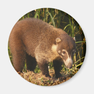 Aimant sauvage de Mundi de Coati