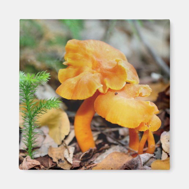 Aimant sauvage orange de photographie de nature de (Devant)