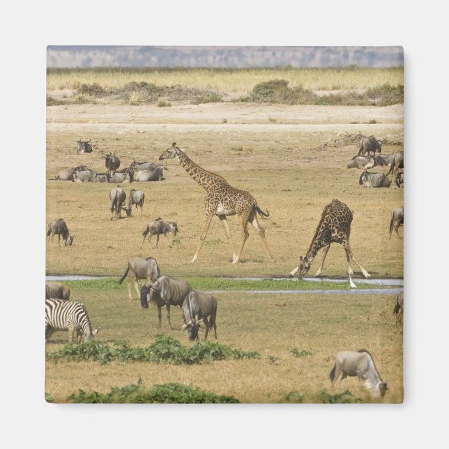 Aimant Sauvages, zèbres et girafes (Devant)
