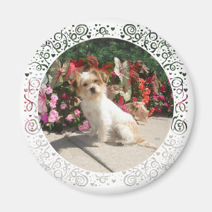 Aimant Sauvetage de chien de race Terrier mixte