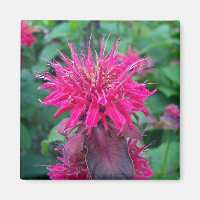 Aimant Scarlet Beebalm (Devant)