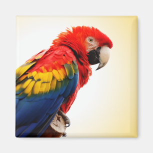 Aimant Scarlet Macaw