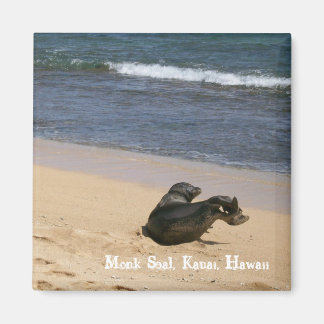 Aimant Sceau de moine en voie de disparition Kauai Hawaii