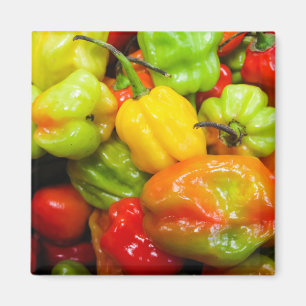 Aimant Scotch Bonnet