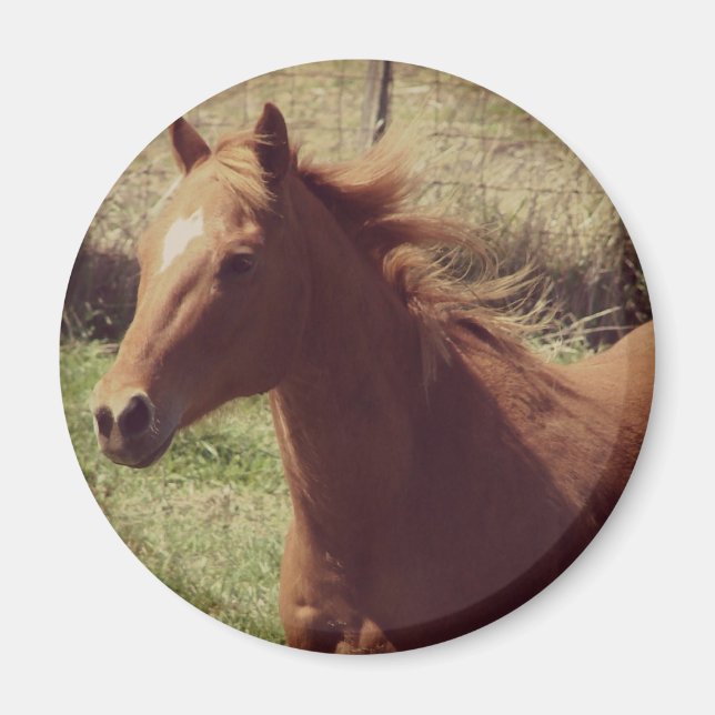 Aimant Scotch in Motion (Devant)