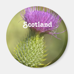 Aimant Scotland Thistle
