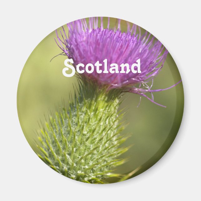 Aimant Scotland Thistle (Devant)