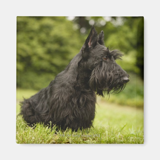 Aimant Scottish Terrier (Devant)