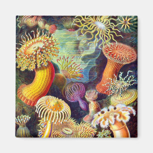 Aimant Sea Anemones Ernst Haeckel Art