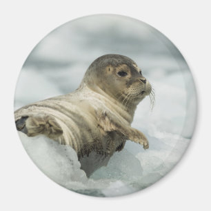 Aimant Seal bébé doux