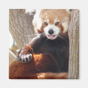 Aimant séance de panda rouge