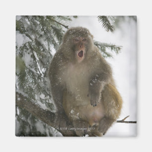 Aimant Séance de singe de Macaque de rhésus (mulatta de